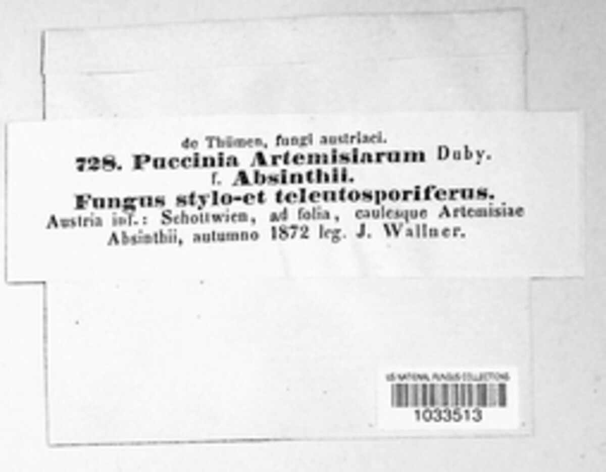 Puccinia artemisiarum image